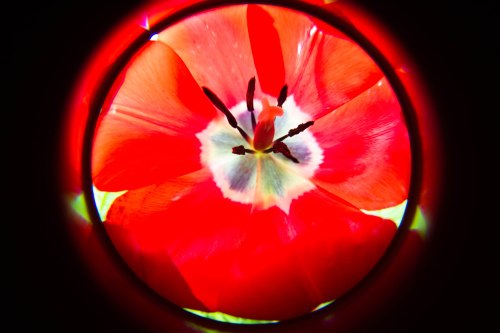 red tulip with the Lensbaby Fisheye